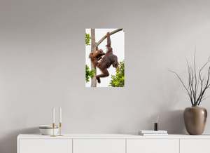 Panic Mode, Orangutan