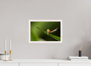 Plumes, Planthopper Nymph