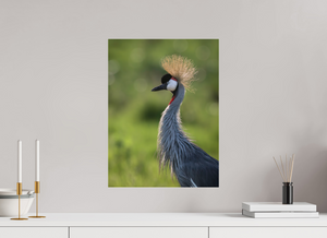 Glamour, Crowned Crane