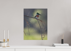 Delicate Details, Amazon Kingfisher