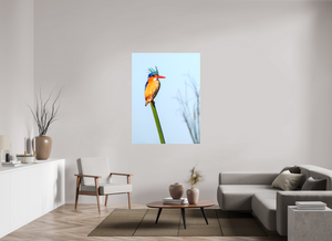 Mohawk, Malachite Kingfisher