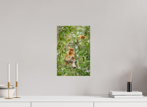 Audacity and Indignation, Proboscis Monkey