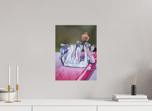 Looney Tunes, American Kestrel