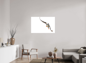 The Provider, Tufted Puffin