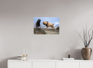 Billy Goat's Gruff, New Zealand