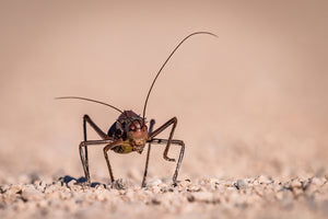 Namibia Photo Safari 2027