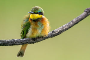 Tanzania Great Migration Photo Safari 2026