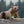Bears and Blooms, Alaskan Coastal Brown Bear