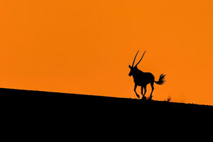 Namibia Photo Safari 2027