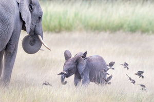 Tanzania Great Migration Photo Safari 2026