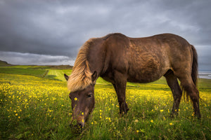 Iceland Photo Tour 2025