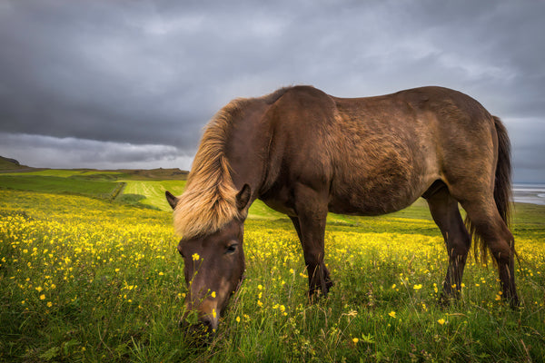 Iceland Photo Tour 2025