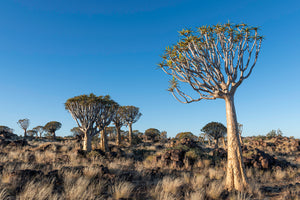 Namibia Photo Safari 2027