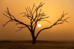 Namibia Photo Safari 2027