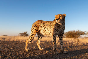 Namibia Photo Safari 2027