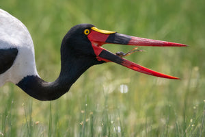 Tanzania Great Migration Photo Safari 2026