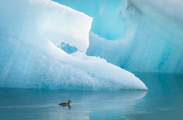Frozen Eider, Iceland