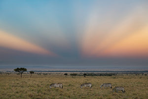 Tanzania Great Migration Photo Safari 2026