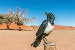 Namibia Photo Safari 2027