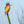 Mohawk, Malachite Kingfisher