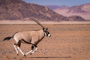 Namibia Photo Safari 2027