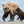 Playful Invitation, Alaskan Coastal Brown Bear