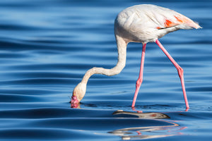 Tanzania Great Migration Photo Safari 2026