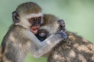 Tanzania Great Migration Photo Safari 2026