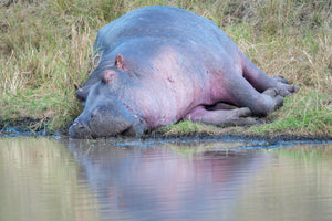 Tanzania Great Migration Photo Safari 2026