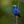 Scarlet Stockings, Red-legged Honeycreeper