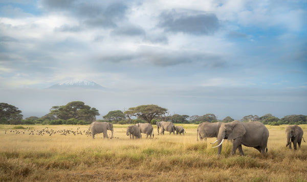 Shadow of Eden, Kenya