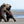 Sibling Rivalry, Alaskan Coastal Brown Bear Cubs