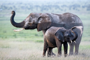 Tanzania Great Migration Photo Safari 2026