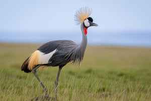 Tanzania Great Migration Photo Safari 2026
