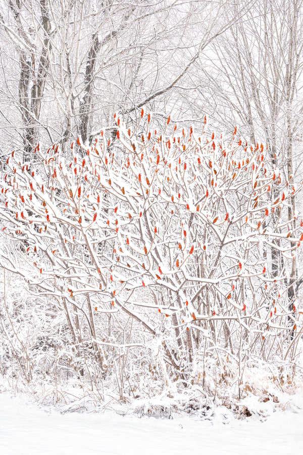 Torches of Winter, Maine