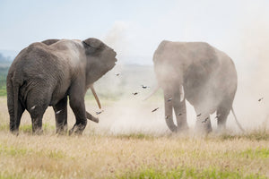 Tanzania Great Migration Photo Safari 2026