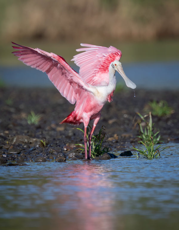 Water Dance, Roseate Spoonbill