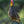 Welcoming the Dawn, Yellow-necked Spurfowl