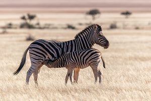 Namibia Photo Safari 2027