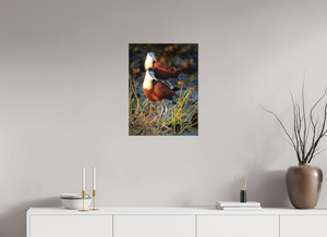 Signs of Spring, African Jacana