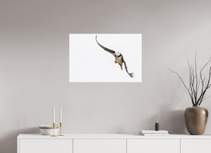 The Provider, Tufted Puffin