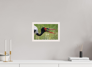 Frog Legs, Saddle-billed Stork