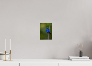 Scarlet Stockings, Red-legged Honeycreeper