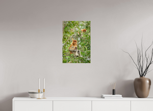 Audacity and Indignation, Proboscis Monkey