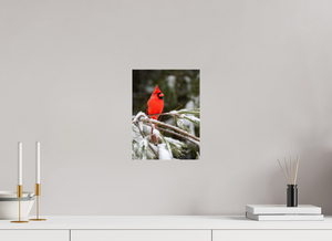 Scarlet Decor, Cardinal