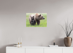 On Alert, Alaskan Coastal Brown Bear