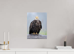 Bad Hair Day, Bald Eagle