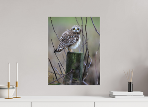 Butcher Block, Short Eared Owl