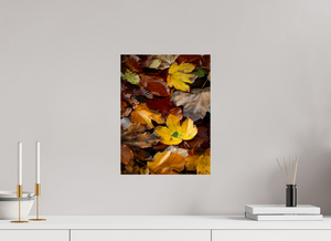 Leaf Litter, Croatia