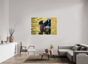 Eye Candy, Wood Duck